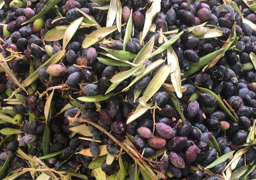 Paros-Cyclades-Olive-Groves-Olive-HarvestHome-made-Olive Oil-Pesticide-free-Cold Pressed